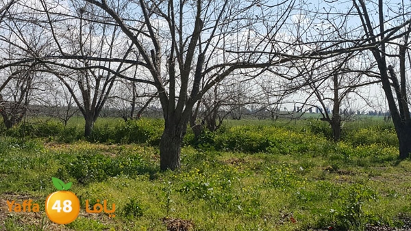 roben tabee3ar (10).JPG